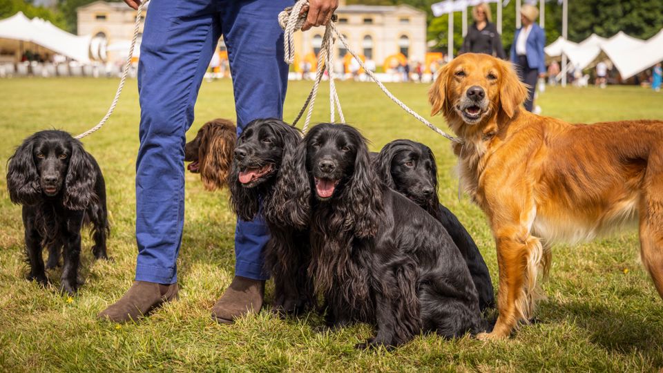 James Middleton pictured with his dogs at the Goodwood Kennels at the start of the first Goodwoof event..Picture date: Saturday May 28, 2022..Photograph by Christopher Ison ©.07544044177.chris@christopherison.com.www.christopherison.com..IMPORTANT NOTE REGARDING IMAGE LICENCING FOR THIS PHOTOGRAPH: This image is supplied to the client under the terms previously agreed. No sales are permitted unless expressly agreed in writing by the photographer. Sharing with third parties is prohibited without the written permission of the photographer.