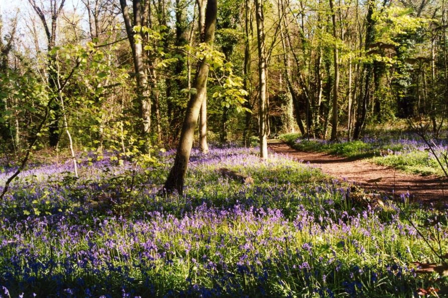 Website-Bluebells-5-Enhanced-SR.jpg