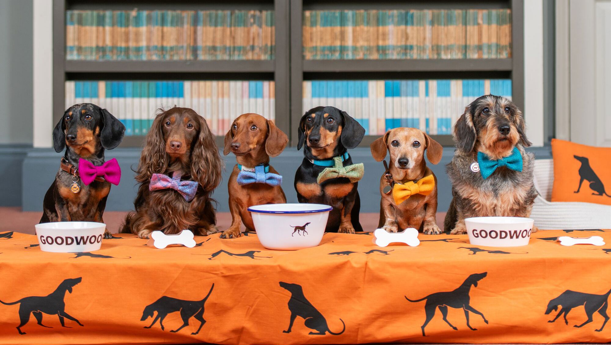 EMBARGOED TO 0001 FRIDAY JUNE 21.EDITORIAL USE ONLY.(Left to right) Figgy, Whompy, Lieutenant Maveryck, Lord Dachsington, Beetle, and Dotty, all dachshunds, gather at Goodwood to celebrate National Dachshund Day (June 21), as the diminutive dogs are announced as the celebrated breed at Goodwoof 2025, taking place Saturday June 17 and Sunday May 18, 2025 in West Sussex. Photo credit should read: Jas Lehal/PA Media Assignments.