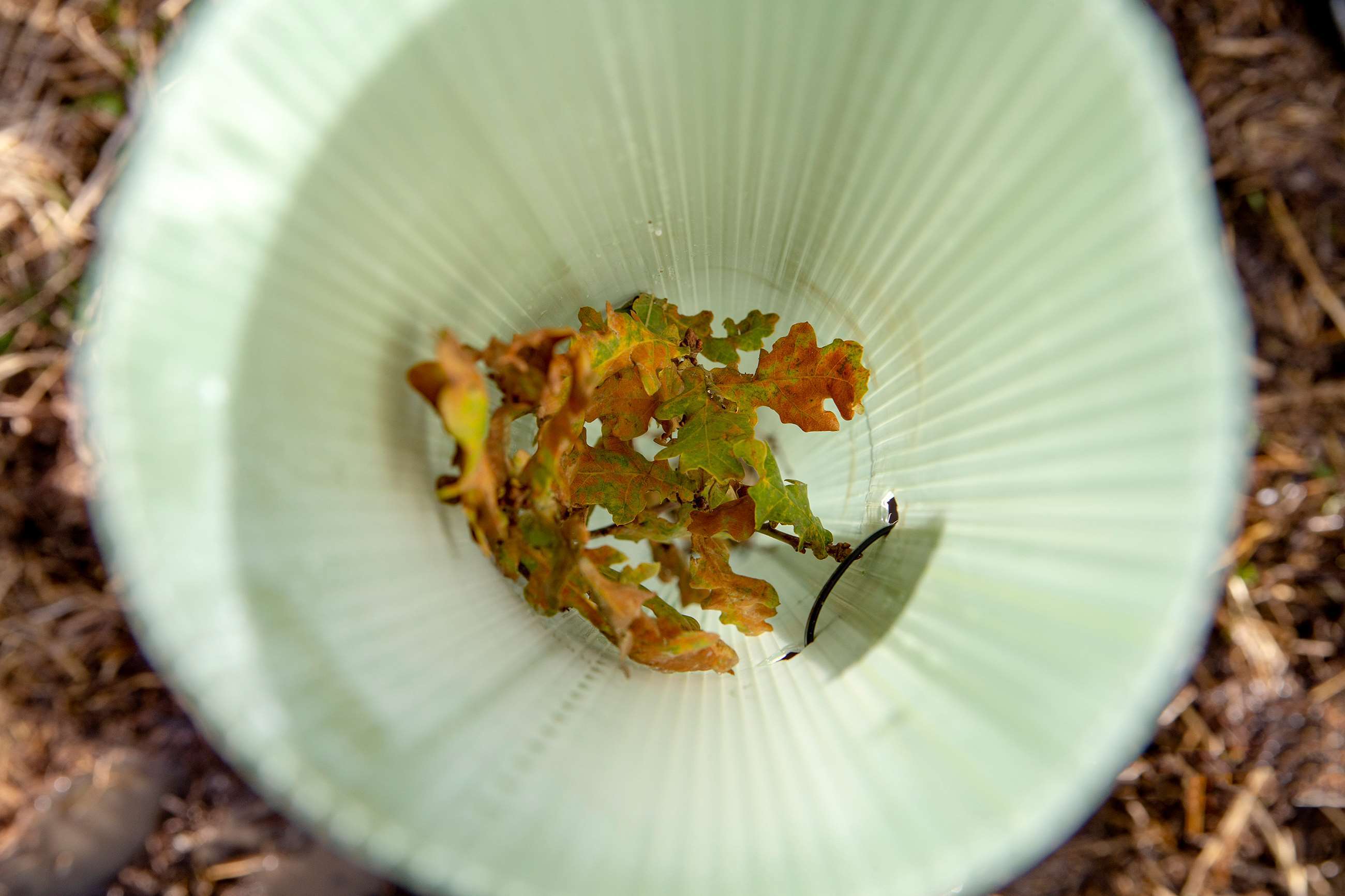 goodwood-revival-tree-planting-sustainability-goodwood-27112019.jpg