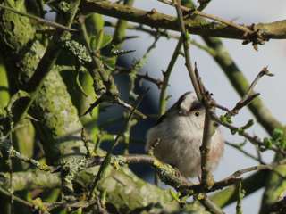 goodwood-estate---long-tailed-tit-.jpg