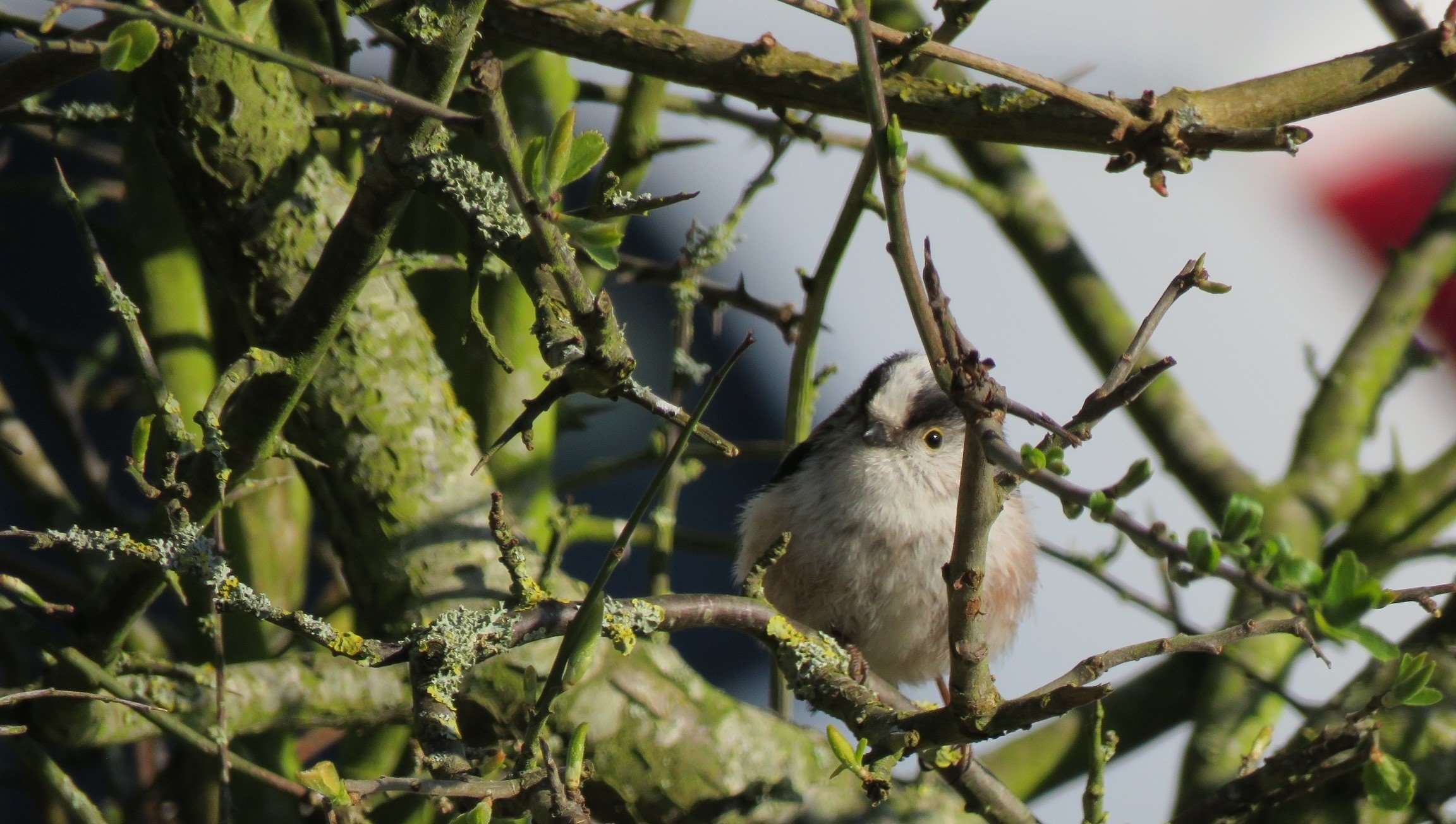 goodwood-estate---long-tailed-tit-.jpg