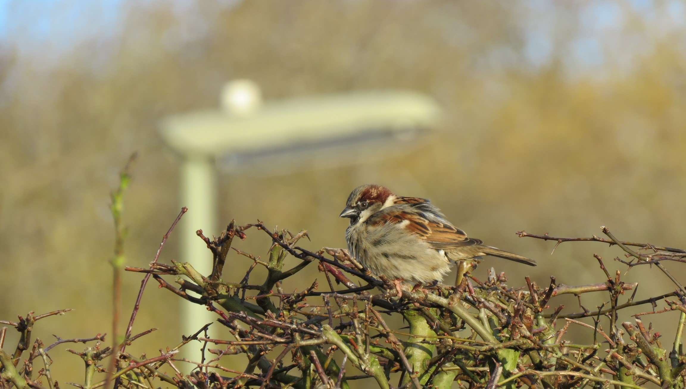 goodwood-estate---male-house-sparrow.jpg