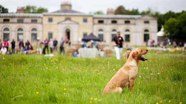 dog-at-the-kennels-goodwoof.jpg