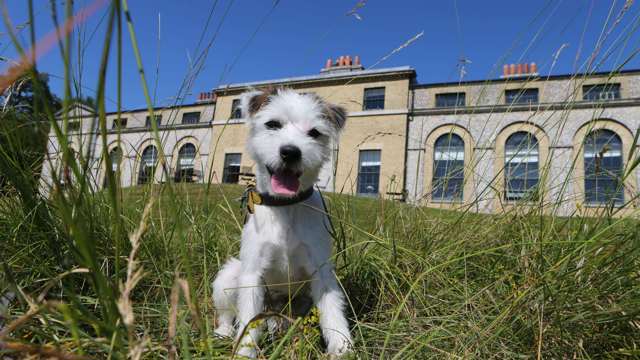 goodwoof-at-the-kennels.jpg