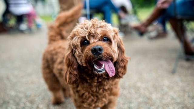 kennels-dog-show.jpg