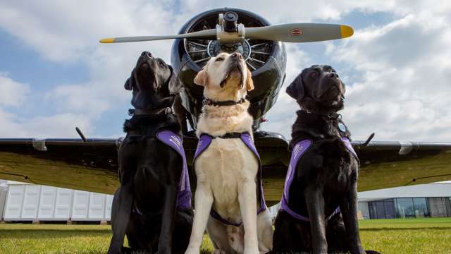 three-dogs-in-front-of-harvard.jpg