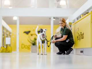 dogs-trust-main-image.jpg