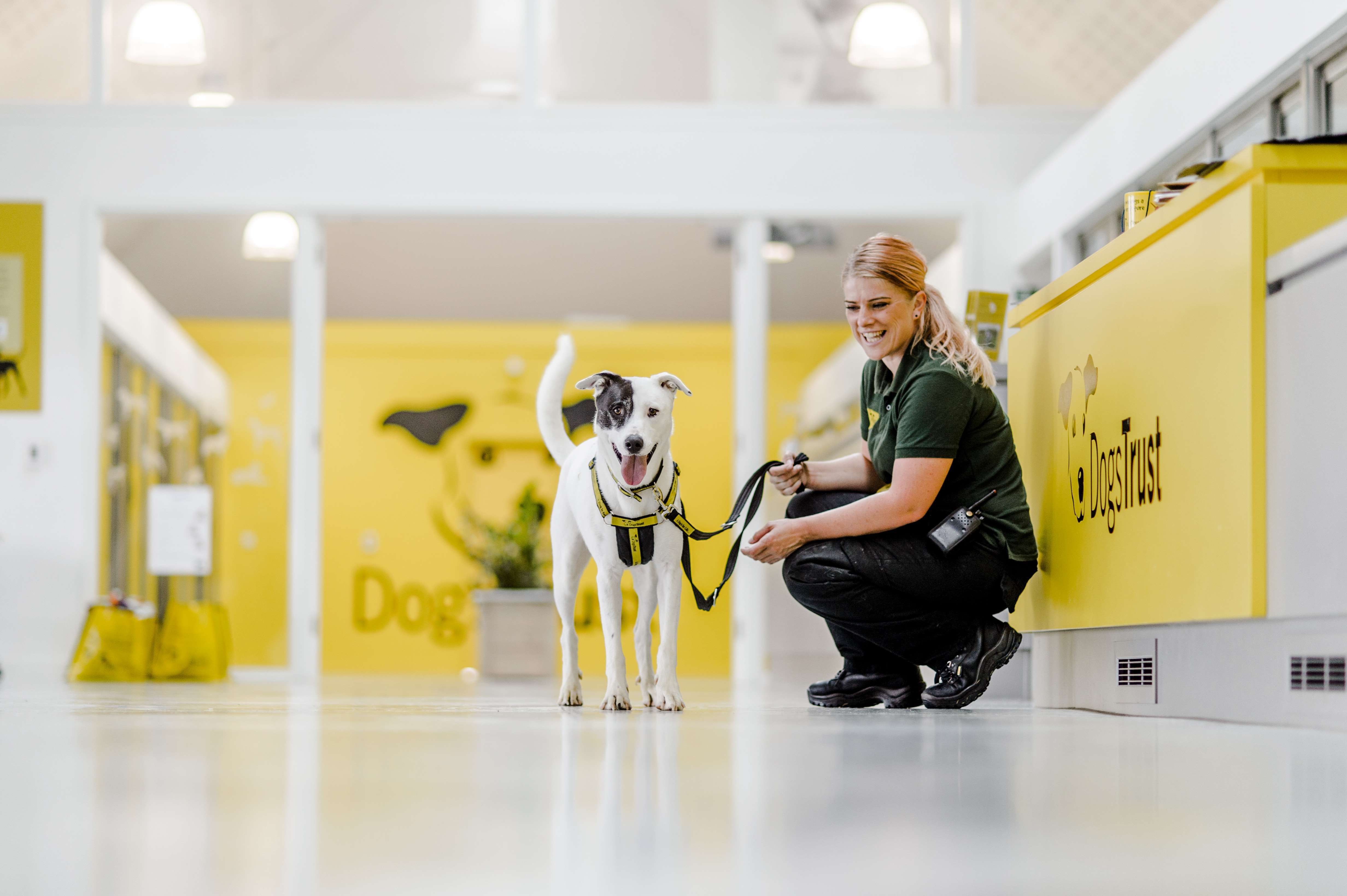 dogs-trust-main-image.jpg