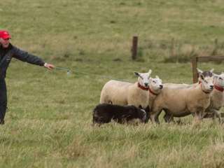 sheep-dog-goodwoof.jpg