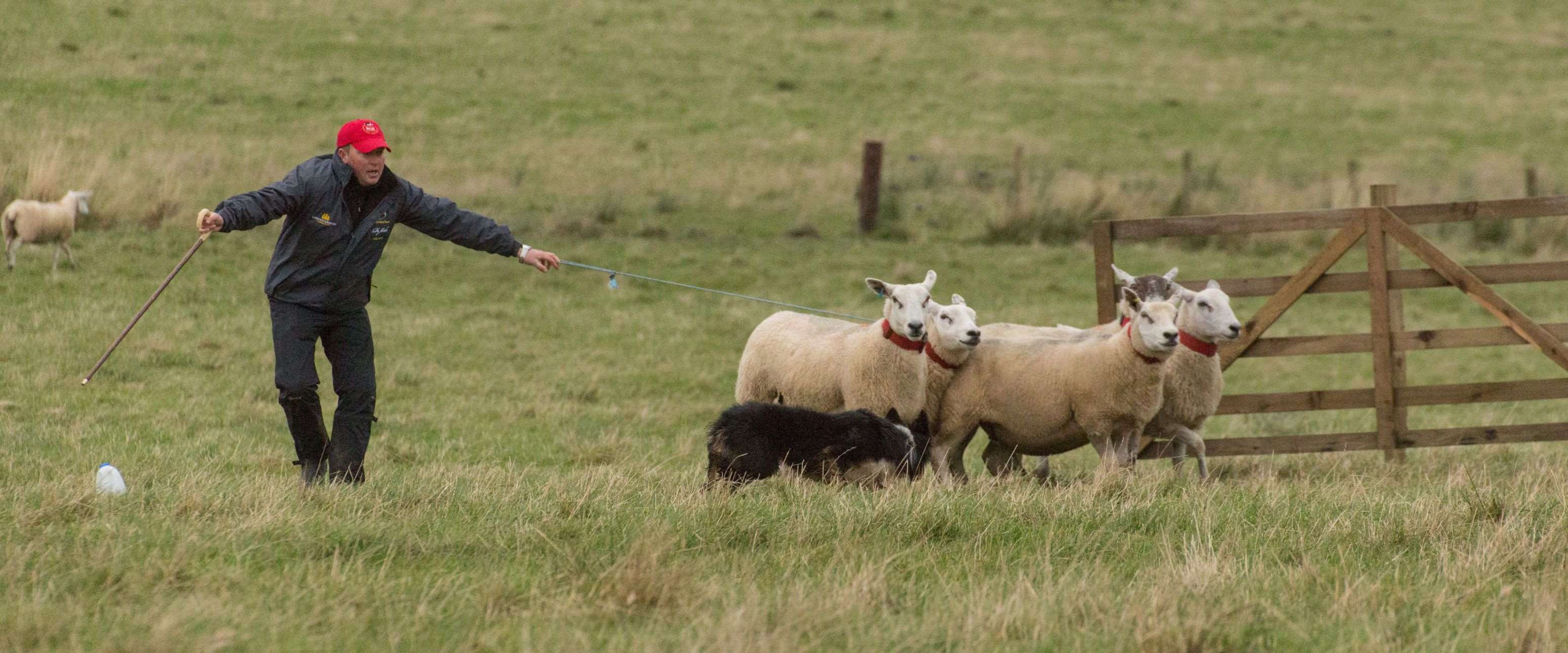 sheep-dog-goodwoof.jpg