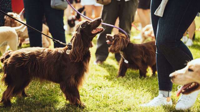 brown-spaniel-sunshine-goodwoof.jpg