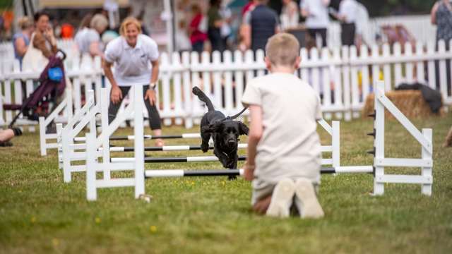 flyball-have-a-go-goodwoof.jpg