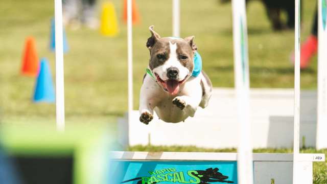 goodwoof-flyball.jpg