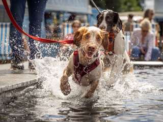 goodwoof-spaniels-in-fido-lido.jpg