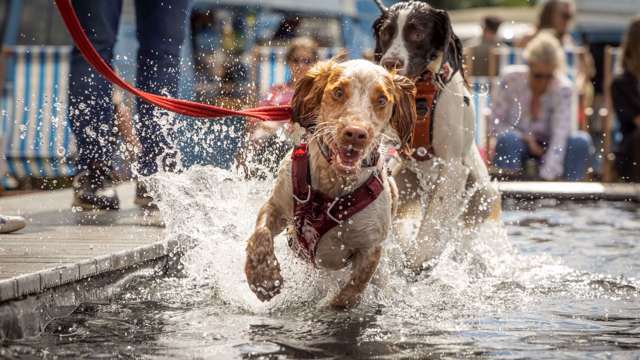 goodwoof-spaniels-in-fido-lido.jpg