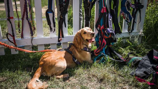 A happy field and trail guest