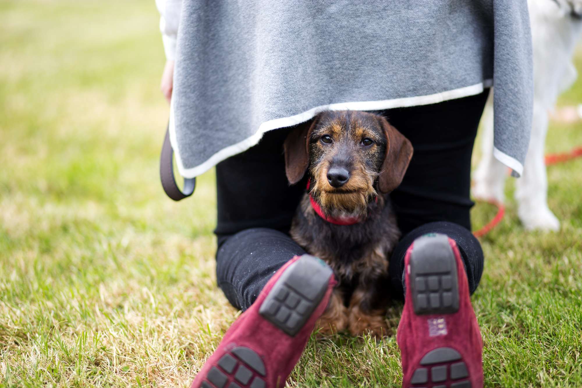 goodwood_dog_show_189.jpg